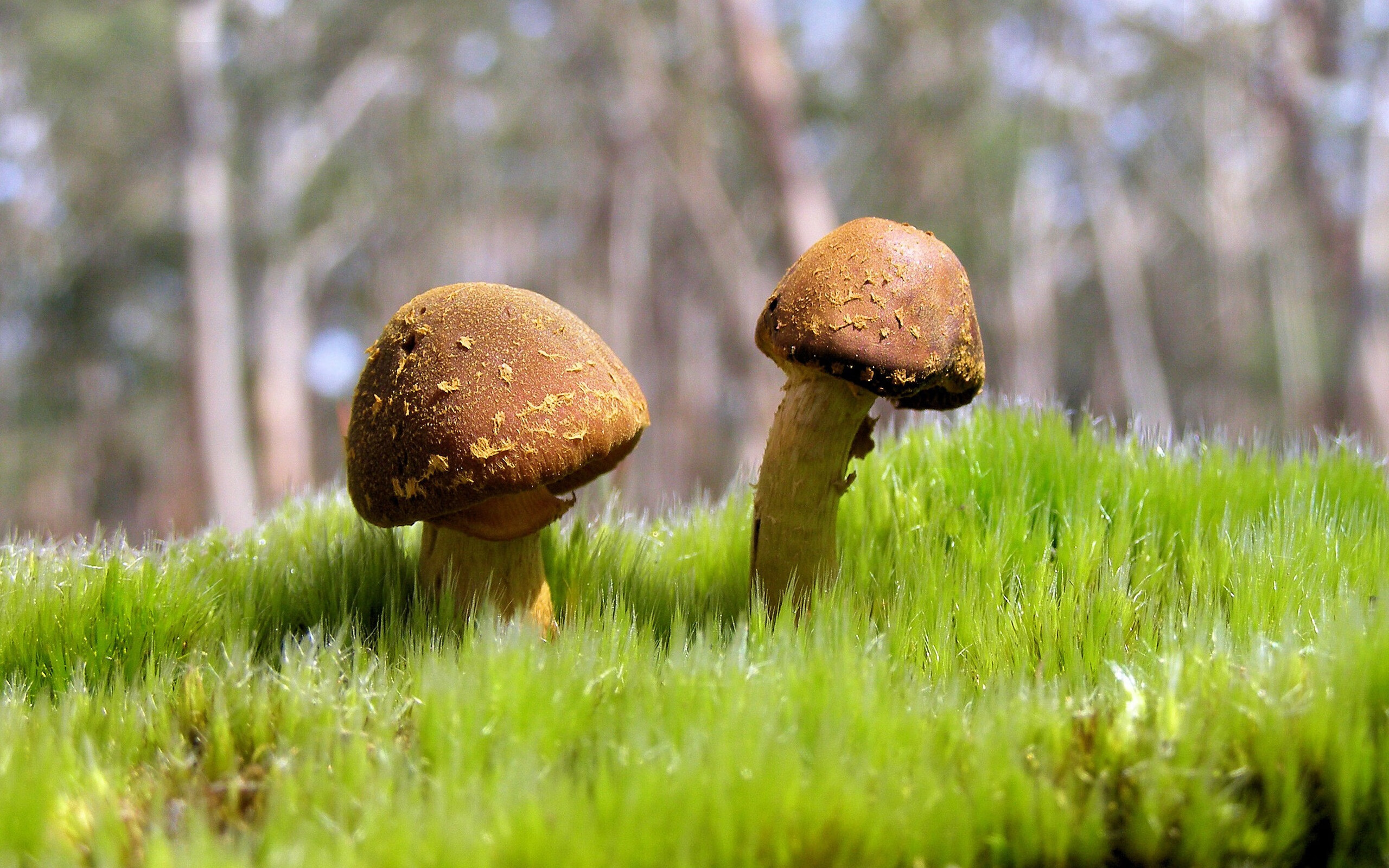 死神の镰刀！东决关键战詹姆斯无解单打教学，绿军防线沦为绝望背景板